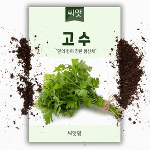 고수씨앗 (300립) 고수키우기 향채 샹차이 CORIANDER 코리앤더 씨 종자