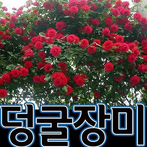 순희농장 넝쿨장미묘목 덩쿨장미묘목 빨강장미 1미터이상 장미꽃, 1개, 넝쿨장미묘목 빨강색