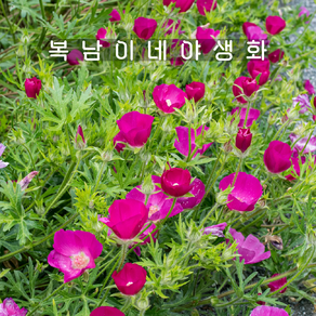 와인컵쥐손이 소품 [3포트 복남이네야생화 모종 퍼플 쥐손이풀 쥐손이꽃 포피말로우], 3개