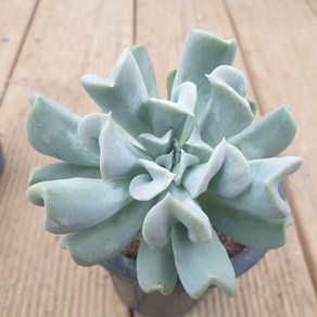 [수암다육] 특엽옥접 랜덤발송 Echeveria runyonii 'Topsy Turvy' 랜덤발송 다육 다육이 다육식물 톱시토비