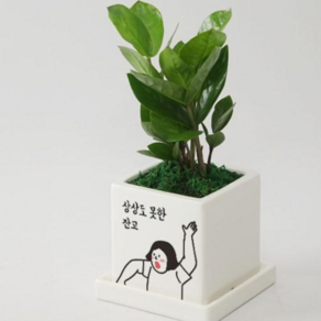 [자유문구 메세지화분] 상상도 못한 화분 깜짝 놀랄 서프라이즈로 신선한 공기를 선물하세요, 금전수
