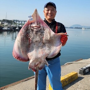 국산 흑산도 홍어 목포 산지 직송 (초고추장 + 애증정), 약한숙성, 1개, 250g