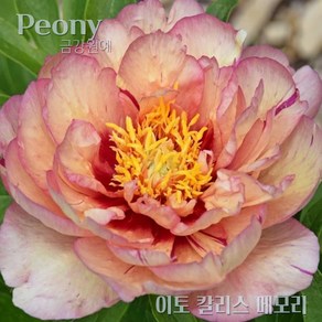 작약 숙근(2~3촉) 입고 금강원예, 1개, Itoh-칼리스 메모리