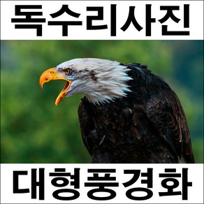 드림하우스 독수리사진