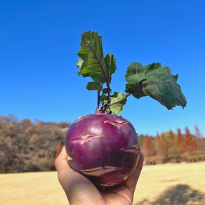 [과일정원] 제주 콜라비 특품 웰빙채소