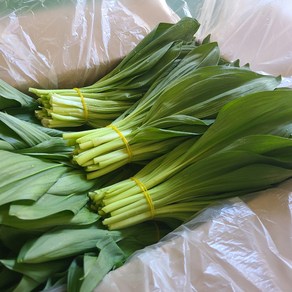 순수잎명이 명이나물 잎명이 산마늘 [강원도 인제], 1kg, 2개