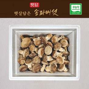 [3+1] 햇담송화버섯 가정형 500g 1kg 농협에 납품하는 무농약 이천 햇살가득담은 송고버섯