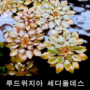 수초몰 루드위지아 세디올데스 (1줄기) 초보자수초 자연수초 인기수초 초보수초 키우기쉬운수초 모스 수초맛집, 1개