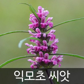 익모초 씨앗 익모초씨 종자 약초 야생초 씨 4000알, 1개