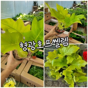 황금 호프쎌렘 0020 특랜덤 공기정화식물/미세먼지/공기정화효과 공기정화식물, 1개