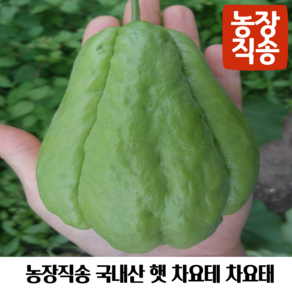 국내산 농장직송 햇 차요테 차요태 불수과 악어배 청차요테, 1개, 1kg