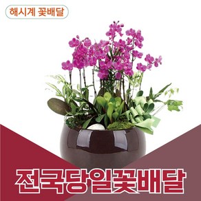 해시계꽃배달 만천홍 서양란 개업축하화분 승진화분 전국꽃배달 꽃배달서비스, 받는사람/배송일시/리본문구를 배송메세지에 입력해주세요, 1개