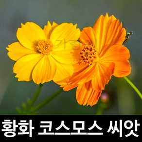 노랑 황화 코스모스 씨앗 꽃씨 꽃 종자 야생화 200알, 1개