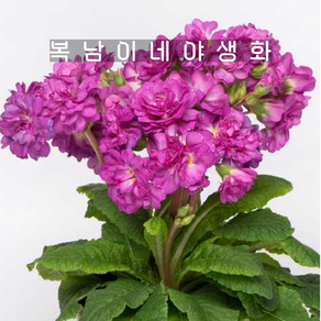 프리티폴리앵초 딥라일락 [1포트 복남이네야생화 모종 앵초 프리뮬라 primula]