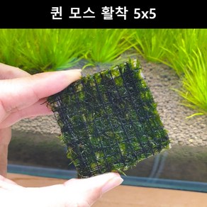 [수초몰] 퀸모스 5cm * 5cm 활착판 / 활착 모스 초보수초 음성수초 활착수초 활착모스 모스활착 피규어모스 화산석활착 구피 새우 수초맛집 피규어활착 피규어 모스볼 마리모