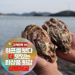 [초장증정] 심해수 세척 비린내 안 나는 통영 석화 굴 삼배체굴 하프셀 최상품 초장증정, 1세트, 1kg