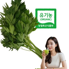 유기농 신선초 (무농약+무화학비료) 친환경 유기농만 고집 당일수확 주스 녹즙용, 1kg, 1개