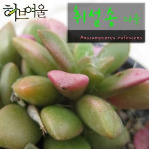 허브여울다육 취설송 지름 9cm 소품화분, 1개