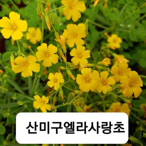 산미구엘라사랑초, 1개