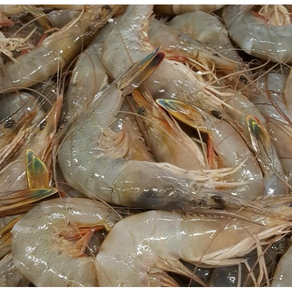 안면도 자연산 대하 왕새우 1kg 15-16미, 1개, 단품