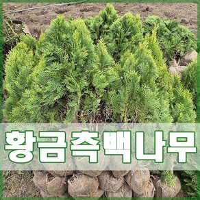 [현대조경농원]황금측백나무 묘목 키 50cm 이상 3년생 분, 분묘, 1개