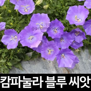 블루 캄파눌라 씨앗 초롱꽃 씨앗 꽃씨 꽃씨앗 100알