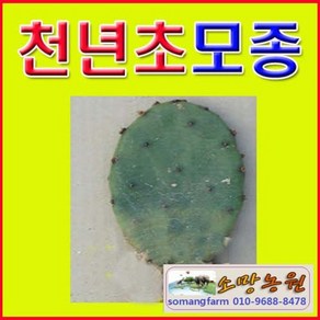 (DB소망)천년초 줄기모종(1kg 약10-15개)