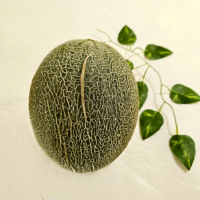 [당일수확]산지직송 프리미엄 꿀맛 하미과 멜론, 1개, 그린 5kg (4~6과)