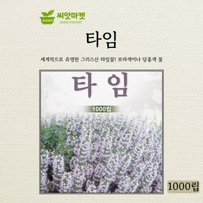 다농 타임 백리향 씨앗 1000립, 1개