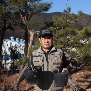 포포나무 접목 2년생 엘리 쉐난도 래퍼해녹 서스퀘해나 와바시 원예 가든 조경 유실수 과실수 묘목 정원꾸미기, 1개