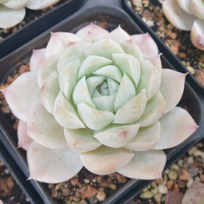 [수암다육] 휴밀리스 랜덤발송 Echeveria 'Humilis' 랜덤발송 다육 다육이 다육식물