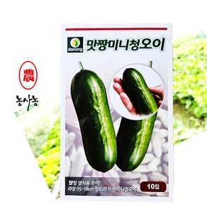 농사농 맛짱 미니 청오이 오이 씨앗 10립, 1개