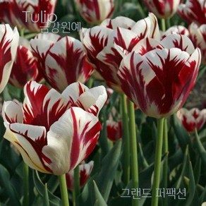 스트라이프 튤립(Stripe Tulip) 추식 구근 그랜드 퍼팩션(1set-5구) 금강원예