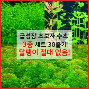 [착한수초] 급성장 수초 3종 세트 30줄기 달팽이 없는 수초 어항 키우기 쉬운 초보수초 구피 새우 치어 베타 은신처