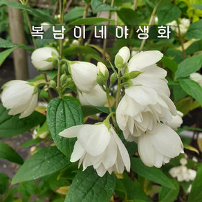 겹고광나무 스노우벨 [1개 복남이네야생화 모종 필라델푸스 philadelphus], 1개