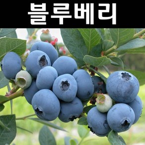 블루베리나무 묘목(뉴하노버) 삽목2년 포트 1개