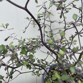 [봄날] A390 * 크로키아.고로키아.코로키아 / 15cm분 / 랜덤상품, 1개