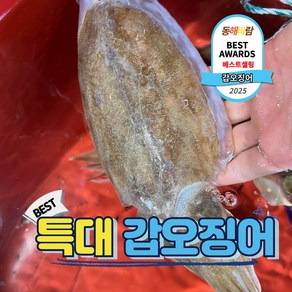 살아있는 횟감가능한 국내산 갑오징어 생물, 1박스, 특대 갑오징어 2kg(4-6미)