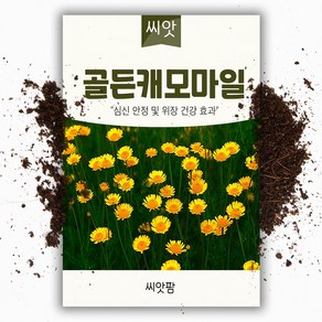 골든 캐모마일씨앗 (2000립) 허브씨앗