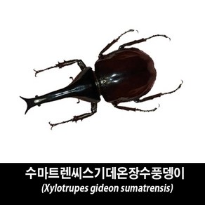 수마트렌씨스기데온장수풍뎅이표본-Xylotupes gideon sumatensis, 수컷 70~74mm, 1개