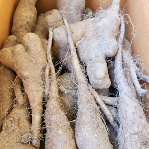 [숙희장터] 안동 산마 꼬마못난이 1 2 3 5kg, 꼬마 못난이 5kg[BEST], 1개, 꼬마 못난이 5kg