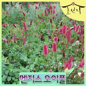 [초선지] 멘지스 오이풀 2년생 8치 포트, 1개