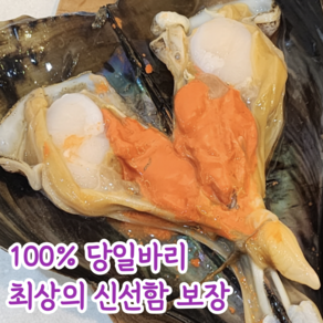 [100% 당일바리] 국내산 자연산 키조개 관자 횟감용 (초장증정), 1개, 5미 (900g-1.3kg 내외)