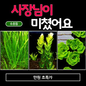 (수초킹) 초특가 만원 수초 / 구피 물고기 새우 초보, 크립토코리네팔바20촉, 1세트