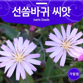 선씀바귀 씨앗 씀바귀 종자 토종 씀바귀씨 채소 80알