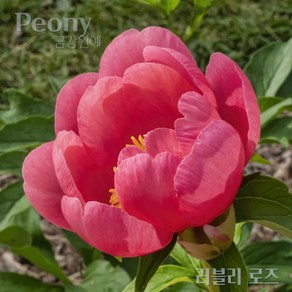 작약(Peony) 숙근 입고 러블리 로즈(2~3촉) 금강원예, 펑커힐, 1개