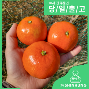 제주 홍매향 빨간귤 [신흥유통] [원산지 국산(제주특별자치도)], 1개, 홍매향 소과 1kg 내외