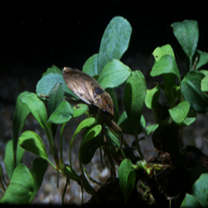 매직아쿠아 물자라 (2cm 전후), 1개