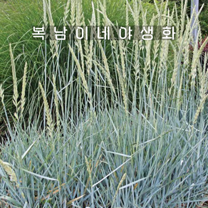 엘리무스 와일드드라이 [3포트 복남이네야생화 모종 그라스 gass elymus], 3개