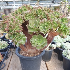 [수암다육] 할로윈 철화 단품 Aeonium 'Halloween' f. cistata 다육 다육이 다육식물 국민다육 203, 1개